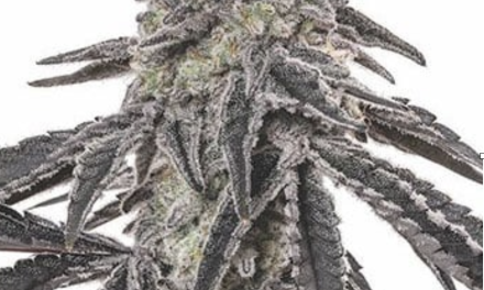 Growing Tips for Juicy Fruit Feminized Seeds from Growers Choice